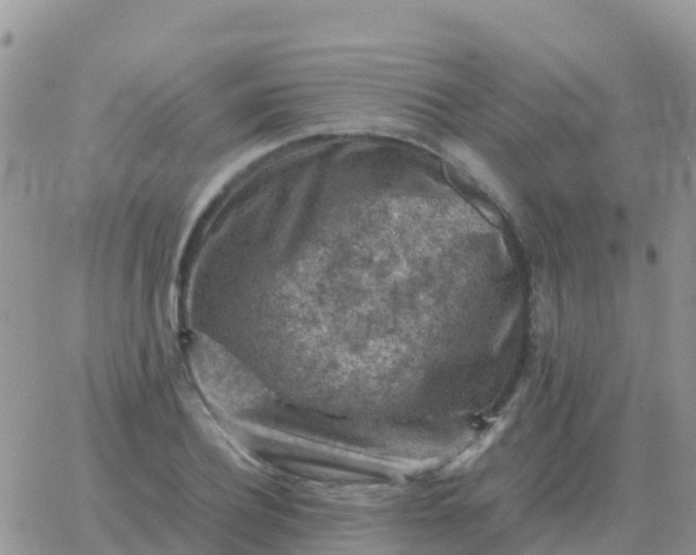 X0000065960932200603172021