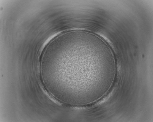 X0000065960933200603172021