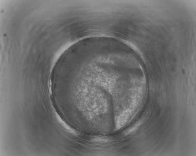 X0000065960935200603172021