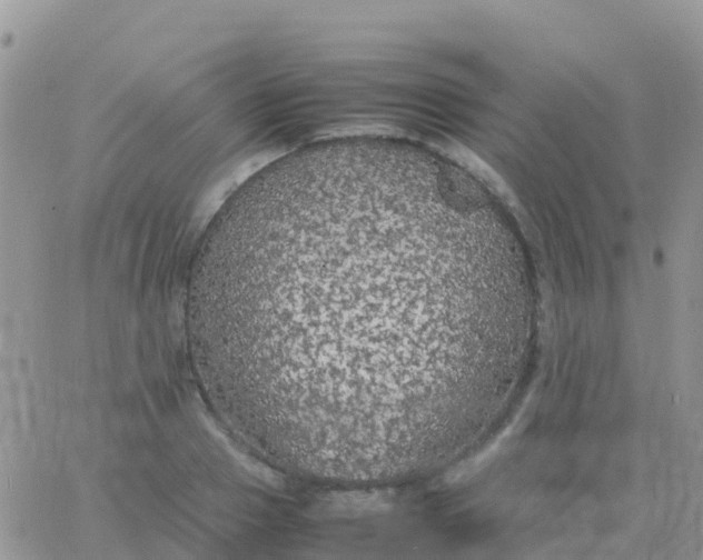 X0000065960937200603172021