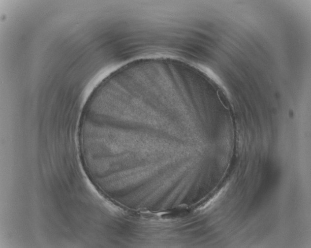 X0000065960943200603172021