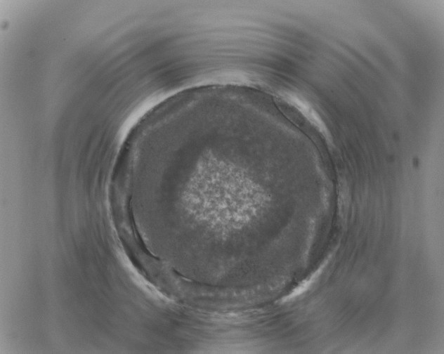 X0000065960944200603172021