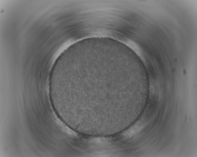 X0000065960950200603172021