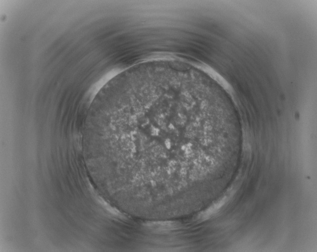 X0000065960953200603172021