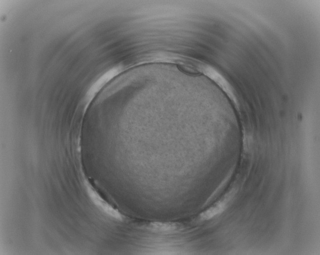 X0000065960954200603172021