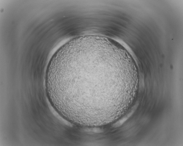 X0000065960957200603172021