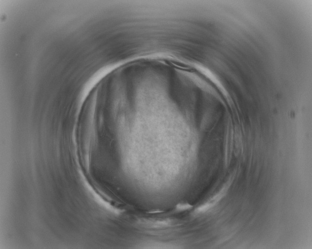 X0000065960959200603172021