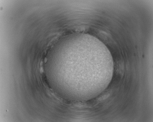 X0000065960962200603172020