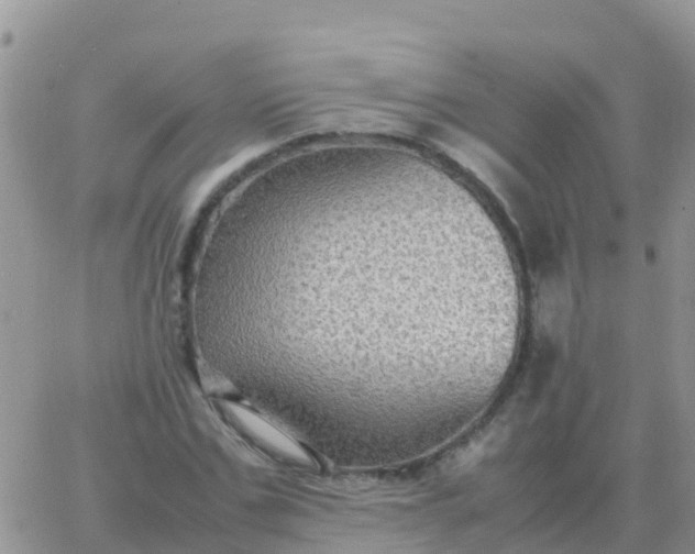 X0000065960971200603172020