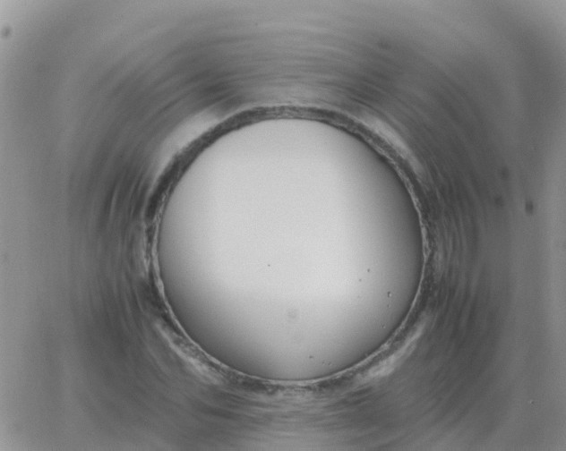 X0000065960974200603172020