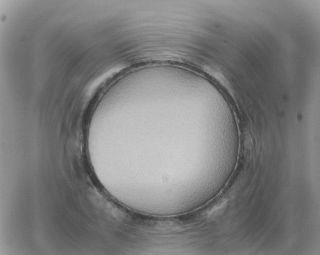 X0000065960979200603172020