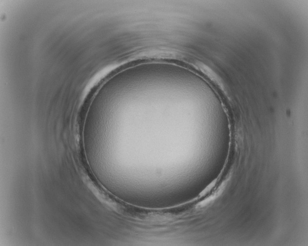 X0000065960981200603172020