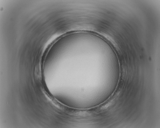 X0000065960982200603172020