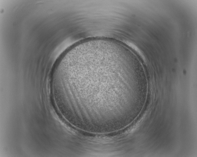 X0000065960983200603172020