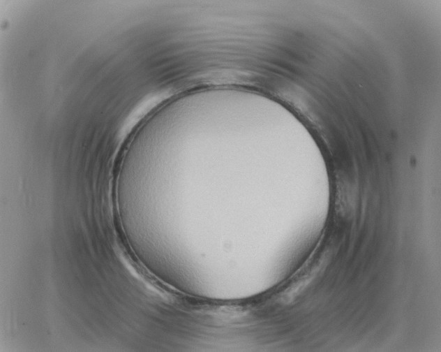 X0000065960986200603172020