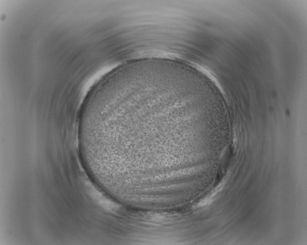 X0000065960987200603172020