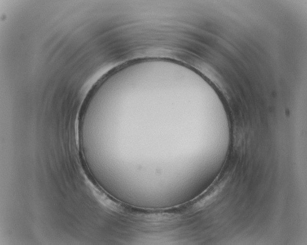 X0000065960988200603172020