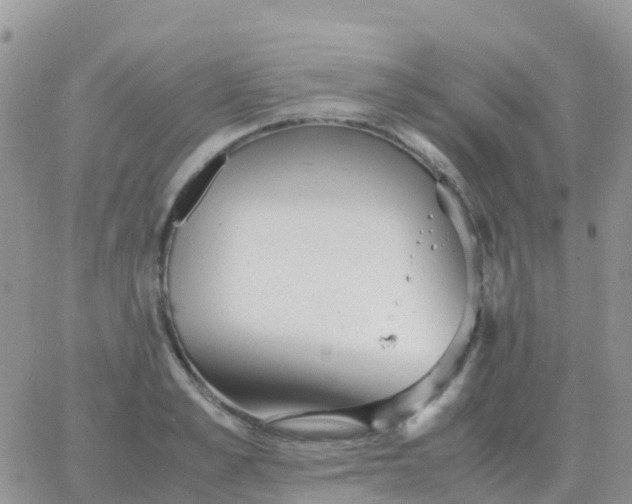 X0000065960989200603172020