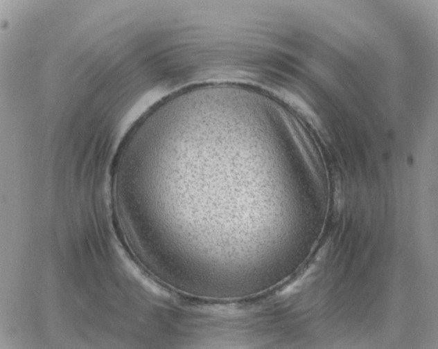 X0000065960990200603172020