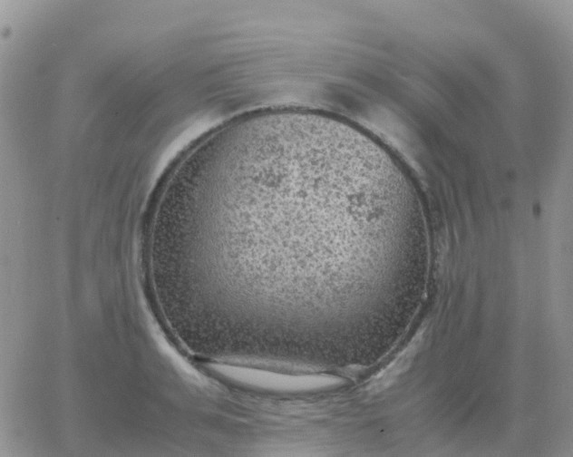 X0000065960991200603172020