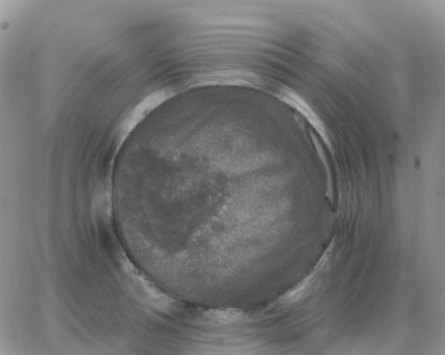 X0000065960994200603172020