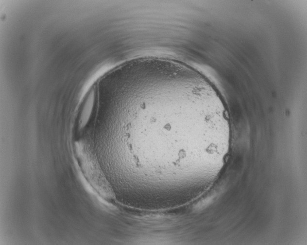 X0000065960999200603172020