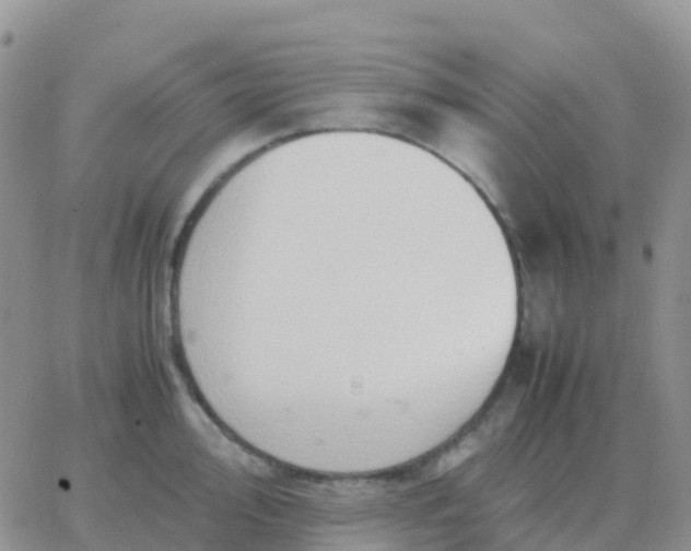 X0000065961000200603172020