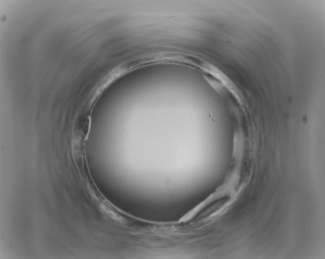 X0000065961001200603172020