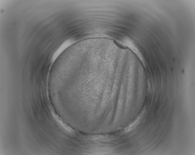 X0000065961002200603172020