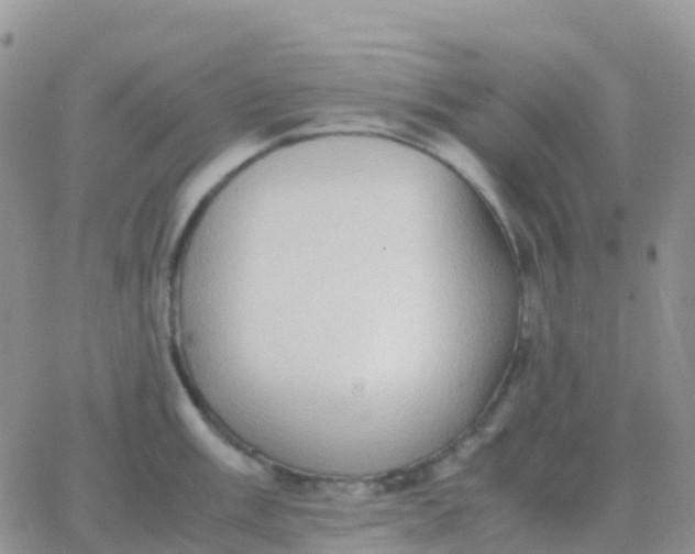 X0000065961003200603172020