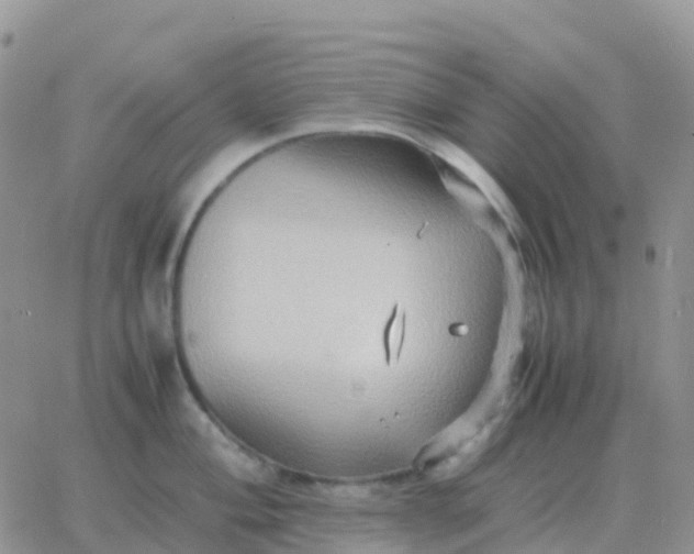 X0000065961004200603172020