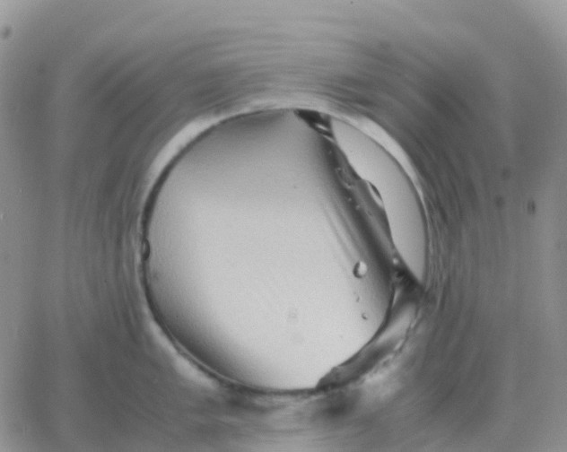 X0000065961005200603172020