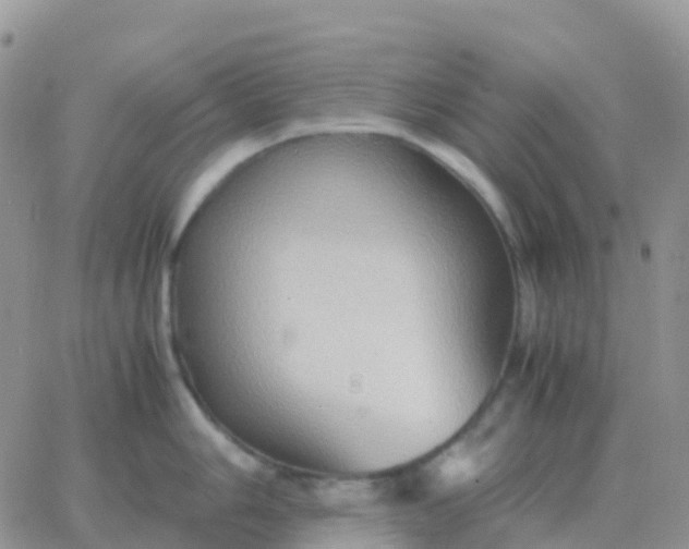 X0000065961006200603172020