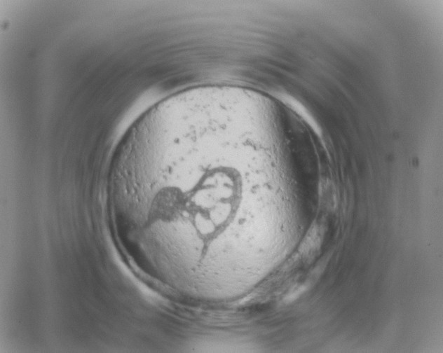 X0000065961007200603172020