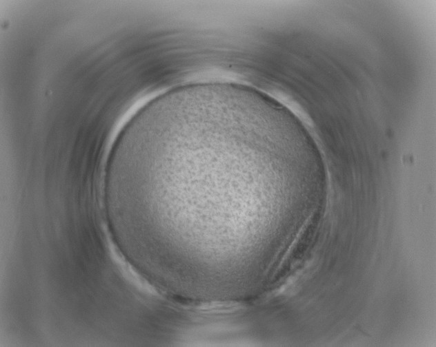 X0000065961008200603172020