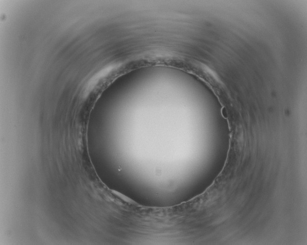 X0000065961016200603172019