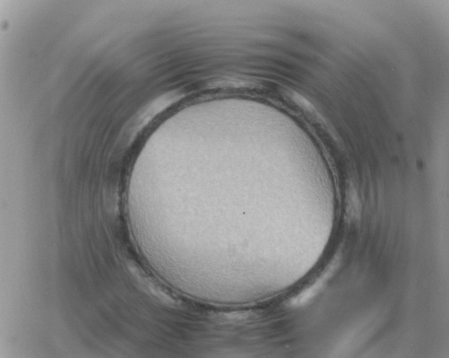 X0000065961017200603172019