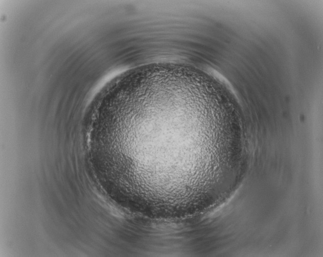 X0000065961019200603172019