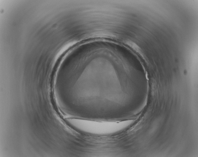 X0000065961024200603172019