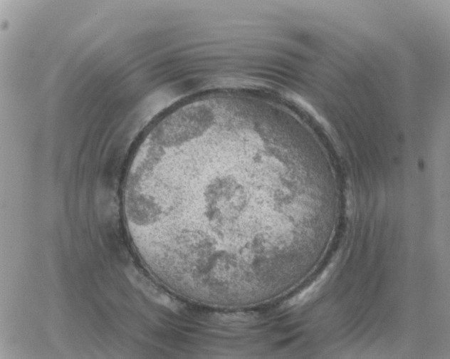 X0000065961025200603172019