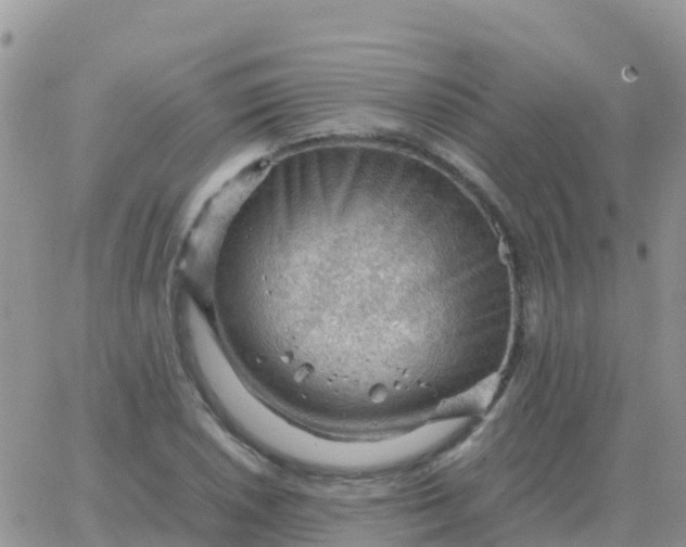 X0000065961026200603172019