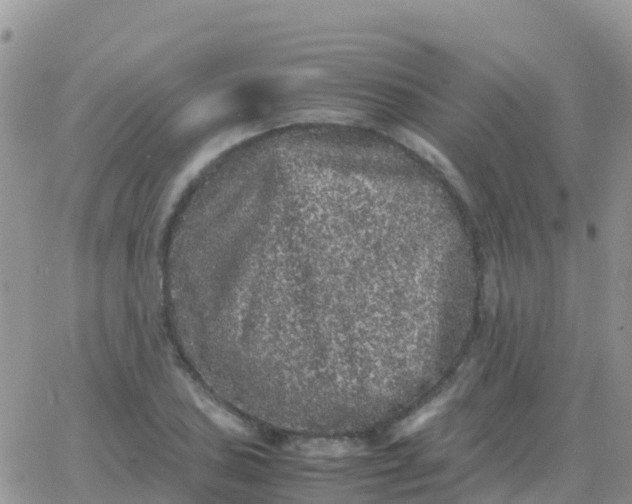 X0000065961027200603172019