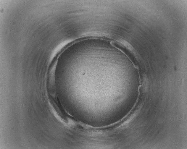 X0000065961030200603172019