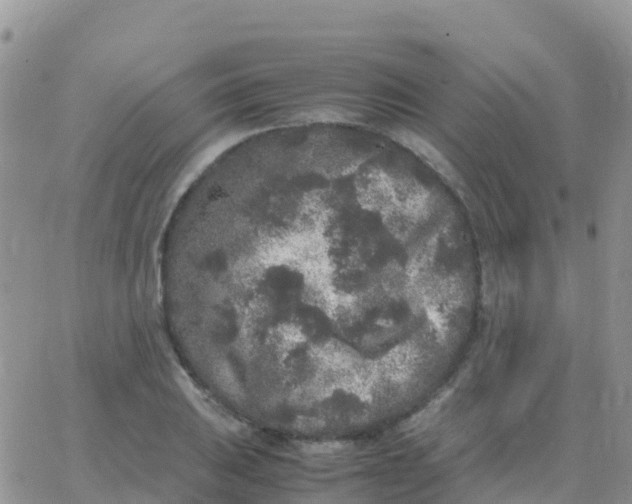 X0000065961031200603172019