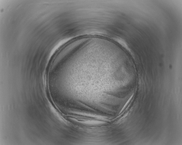 X0000065961032200603172019