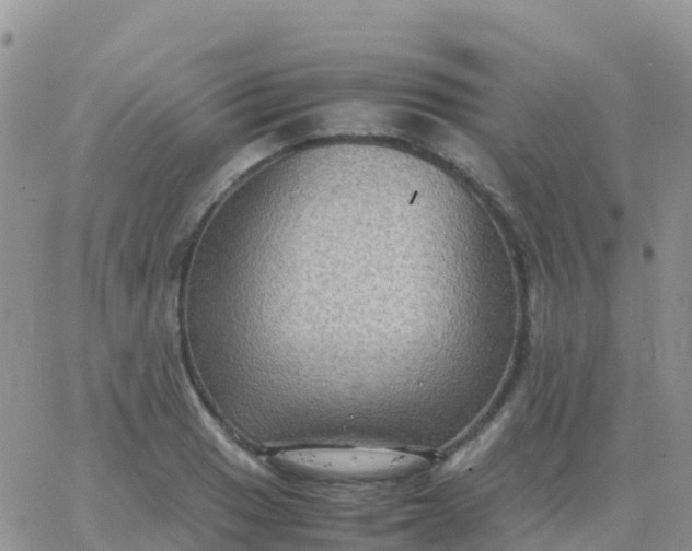 X0000065961033200603172019