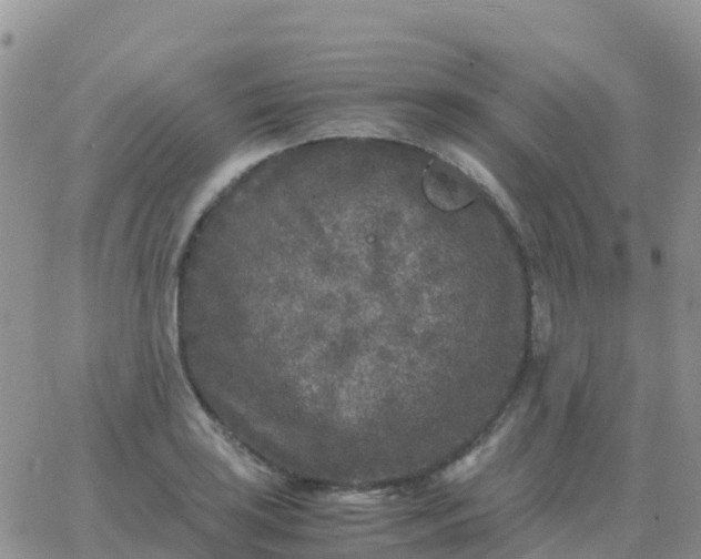 X0000065961035200603172019