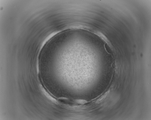 X0000065961036200603172019