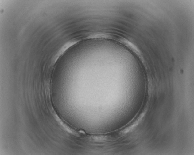 X0000065961041200603172019