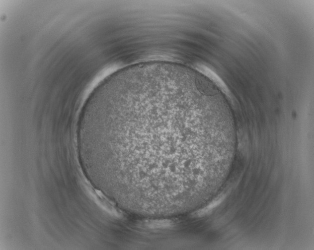 X0000065961043200603172019